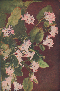 Trailing Arbutus or Mayflower